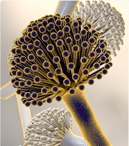 mycotoxin management