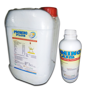Promino Plus